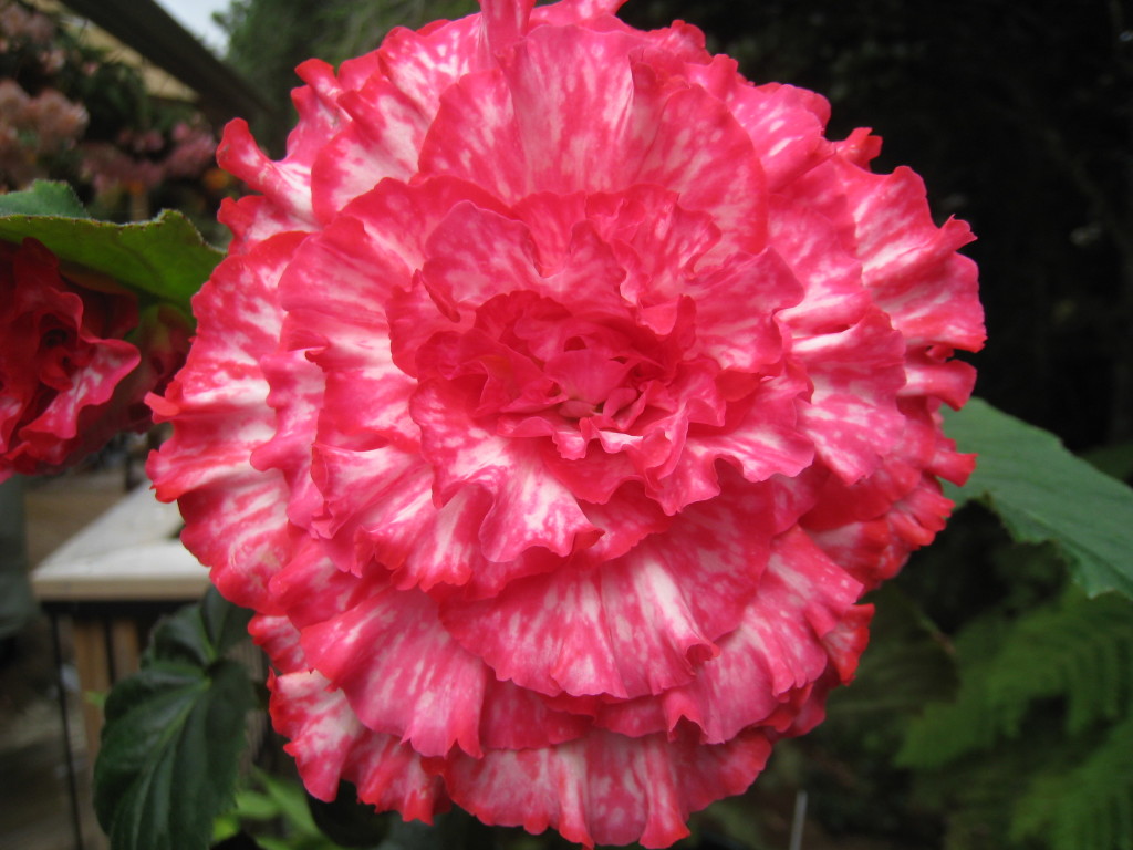 B. ‘Flamenco’